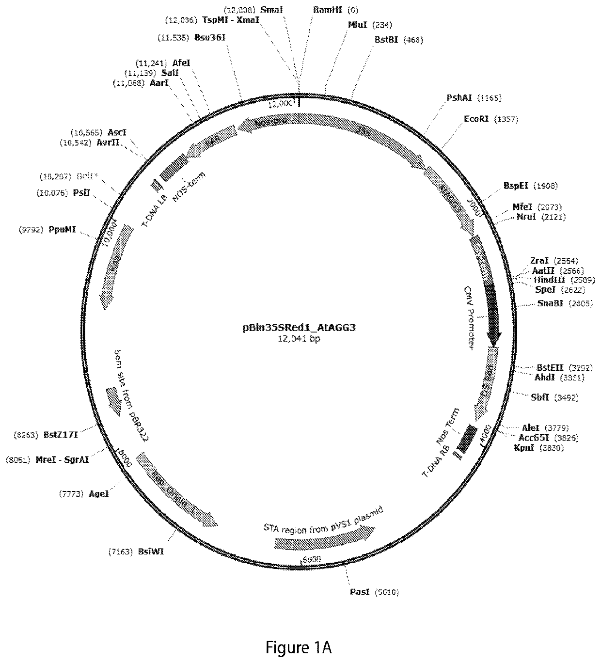 Enhanced oil production and stress tolerance in plants