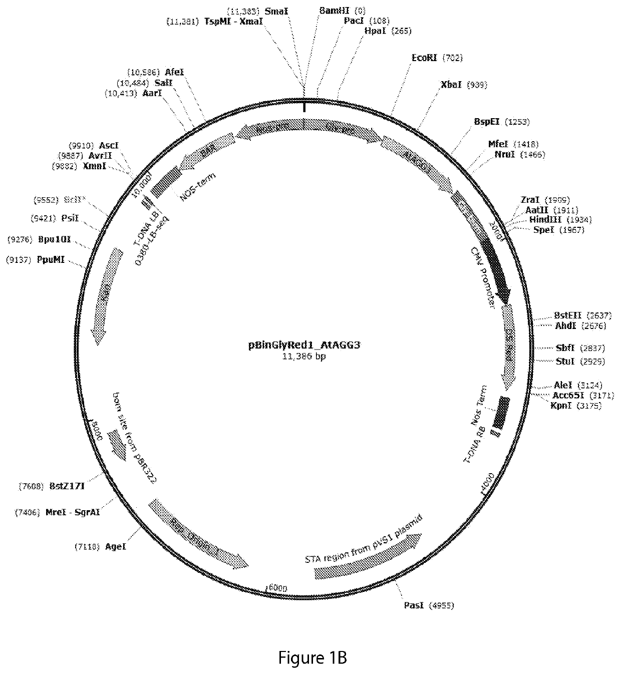 Enhanced oil production and stress tolerance in plants