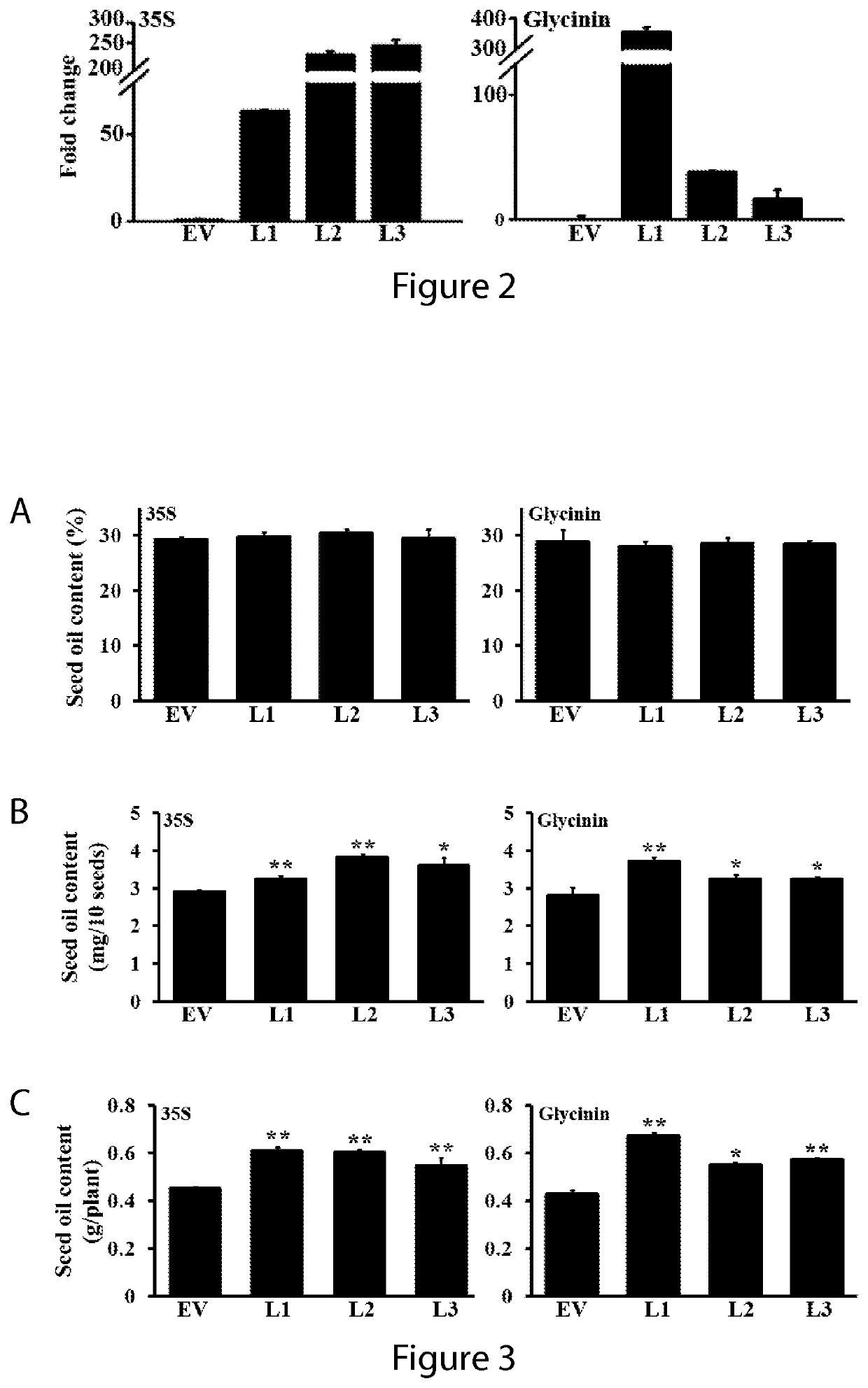 Enhanced oil production and stress tolerance in plants