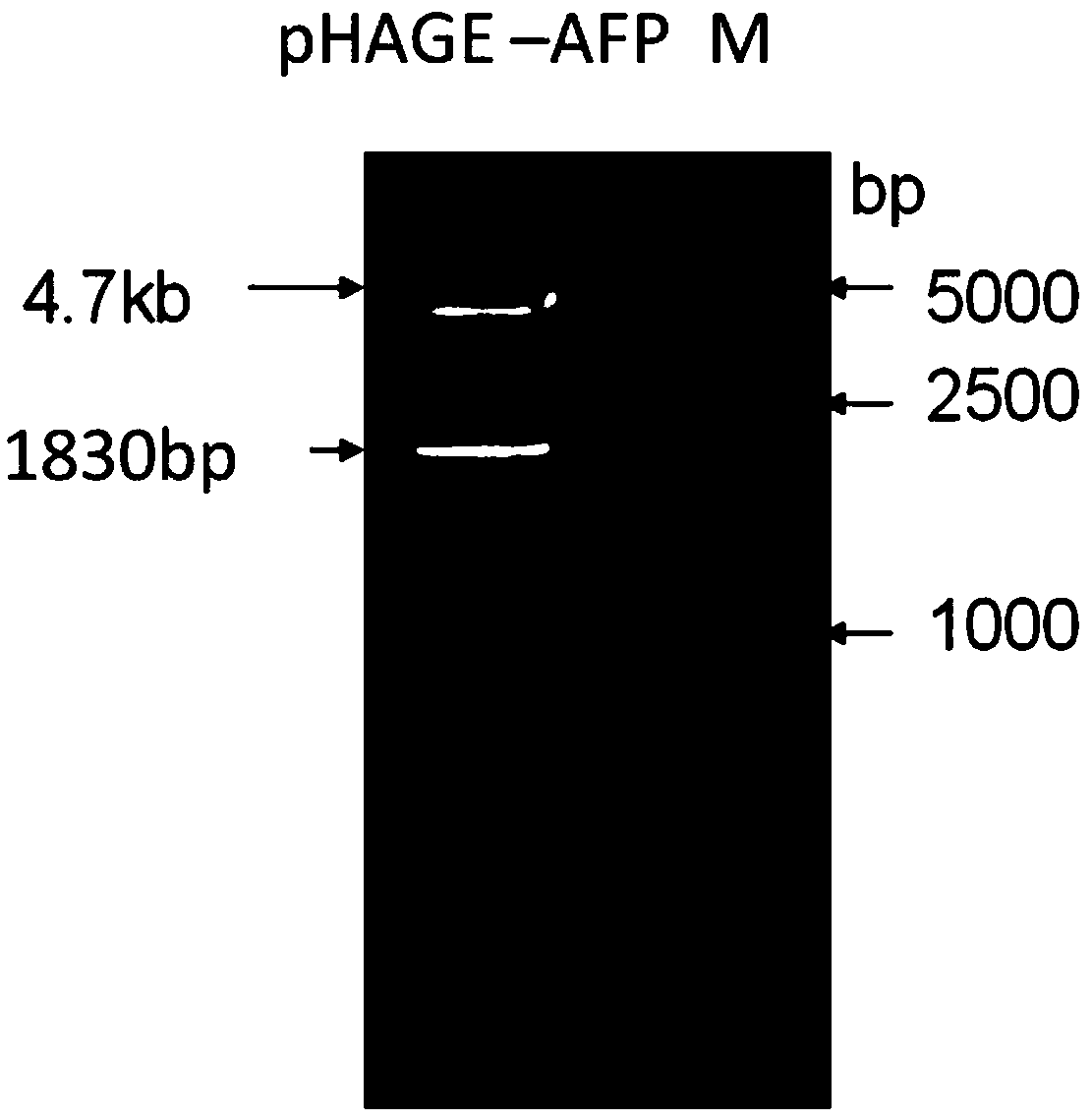 DC (Dendritic cell)-CIK (Cytokine-induced killer cell) immune cell modified by both AFP (Alpha-fetoprotein) and HBsAg (Hepatitis B surface antigen) antigen genes as well as preparation method and application of the cell