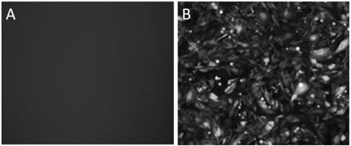 DC (Dendritic cell)-CIK (Cytokine-induced killer cell) immune cell modified by both AFP (Alpha-fetoprotein) and HBsAg (Hepatitis B surface antigen) antigen genes as well as preparation method and application of the cell