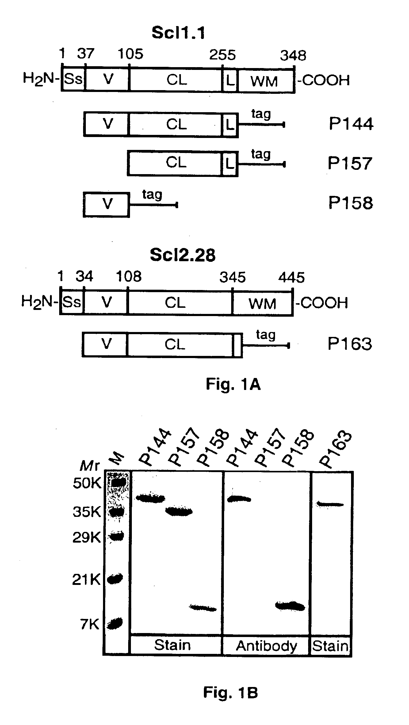 Prokaryotic collagen-like proteins and uses thereof