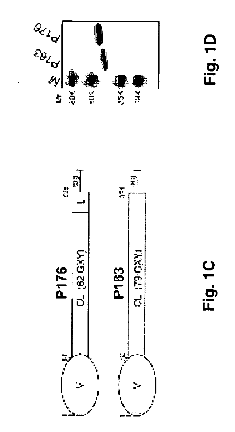 Prokaryotic collagen-like proteins and uses thereof