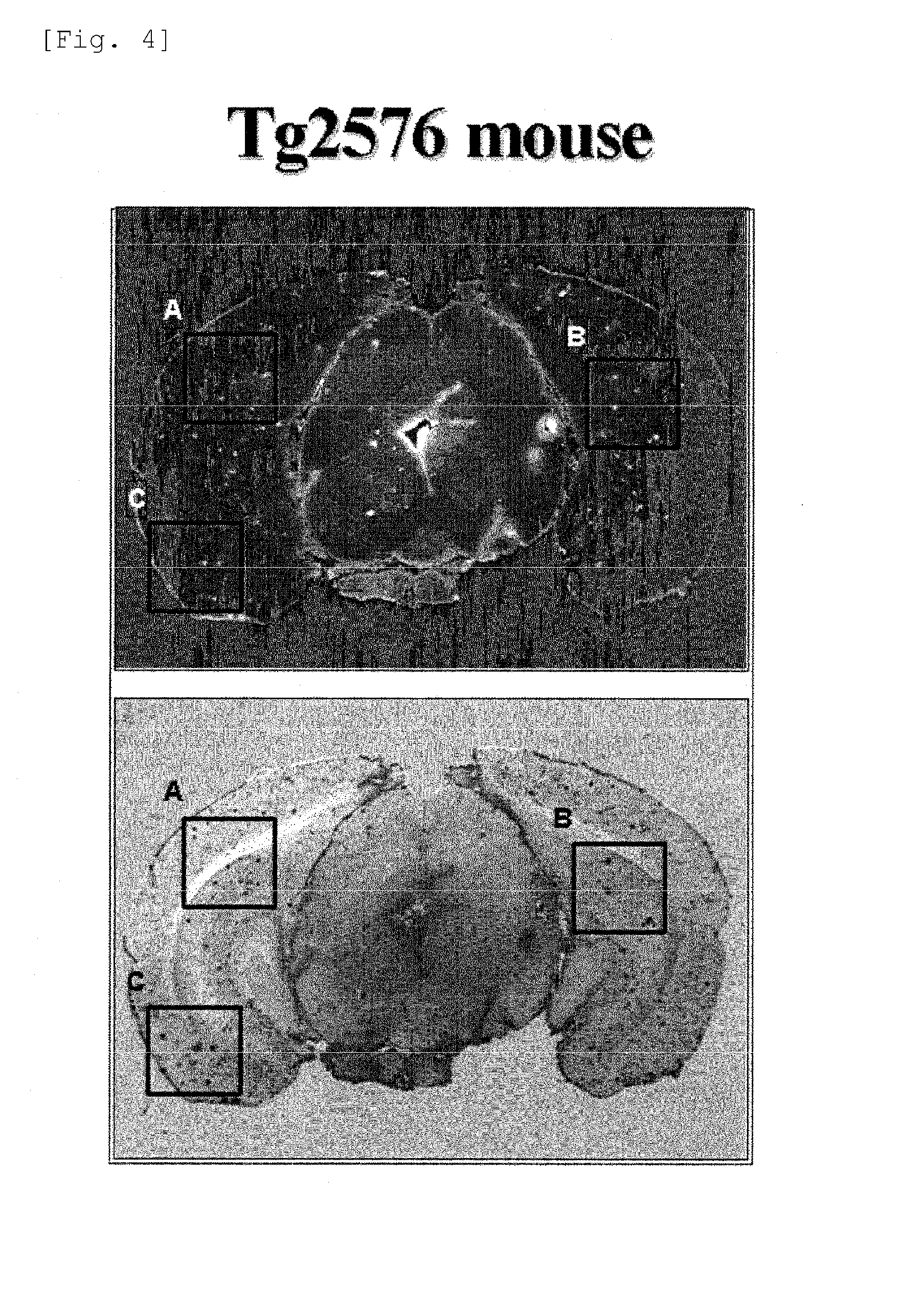 Benzoxazole derivatives