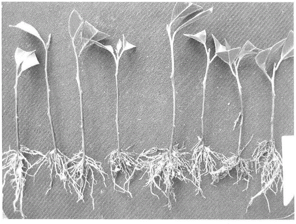 Huodendrontibeticumcuttage method