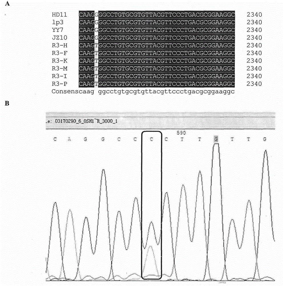 Method for quickly identifying point mutation of nucleotide of phytophthora capsici leonian PcORP1 gene and pesticide resistance of mutant phytophthora capsici leonian PcORP1 gene to oxathiapiprolin