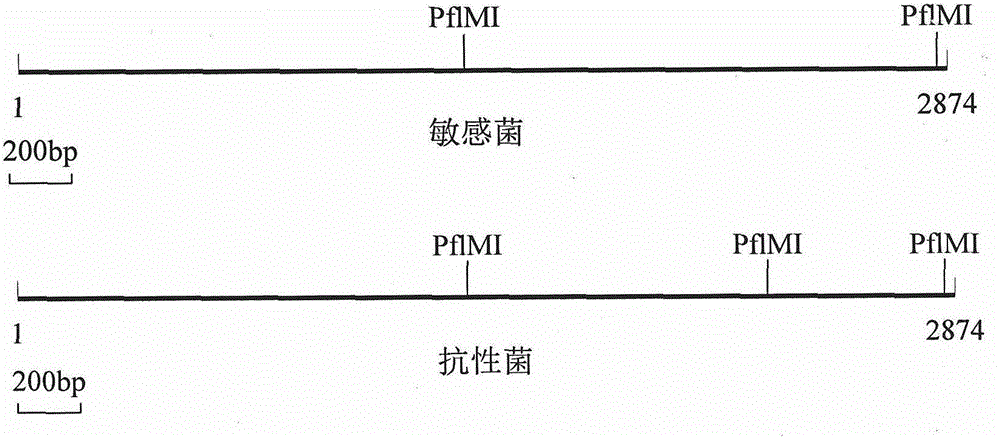 Method for quickly identifying point mutation of nucleotide of phytophthora capsici leonian PcORP1 gene and pesticide resistance of mutant phytophthora capsici leonian PcORP1 gene to oxathiapiprolin