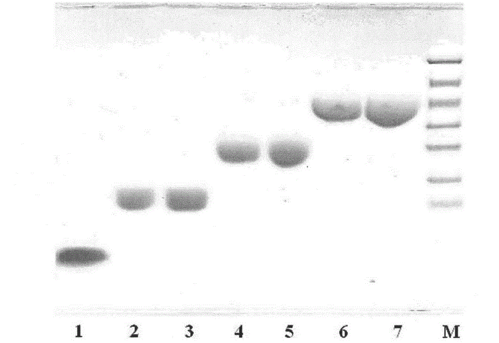 Conjugates of human insulin and analogues with sustained hypoglycemia and high receptor binding