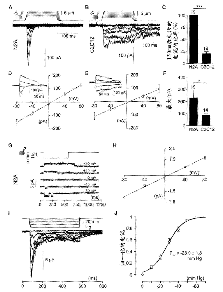 Mechanically-activated cation channels