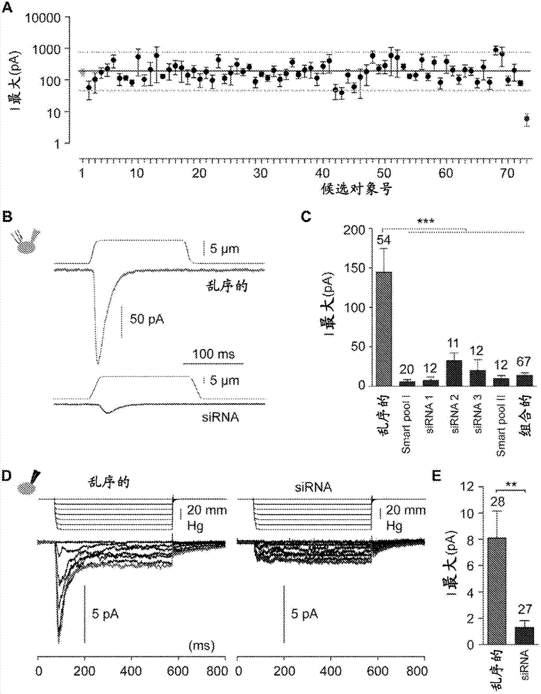 Mechanically-activated cation channels