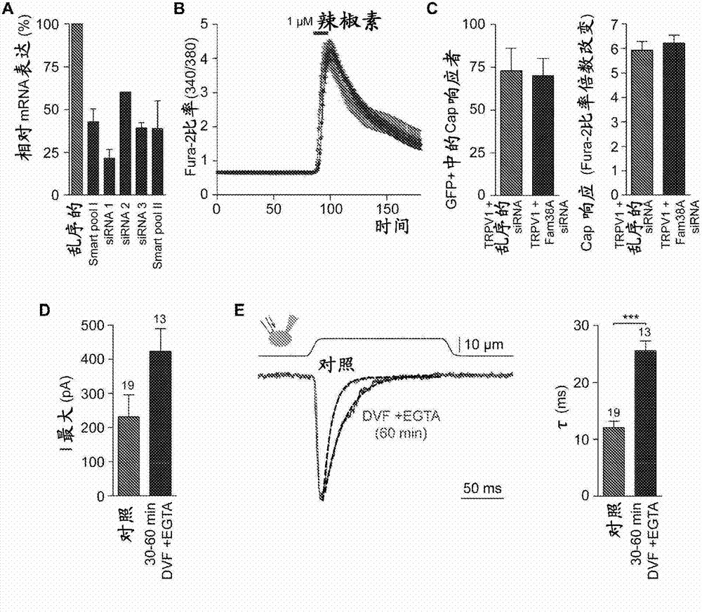 Mechanically-activated cation channels