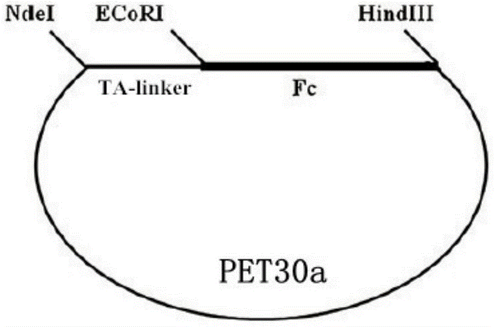 blys antagonistic peptide, plasmid containing ta-fc fusion protein gene and ta-fc fusion protein