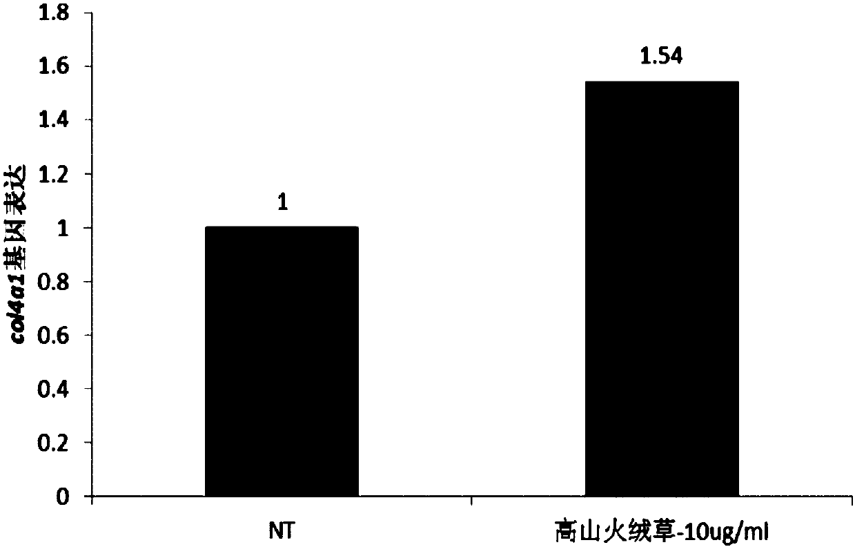 Application of leontopodium nivalle extract