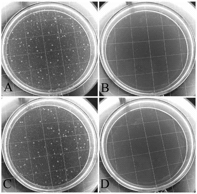 Preparing method and application of self-dispersal nanometer copper oxide complexing body