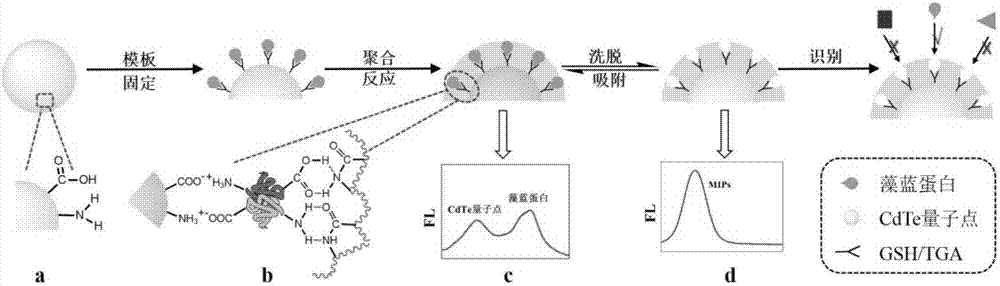 Thermo-sensitive western blot sensing microspheres based on quantum dots and preparation method of same