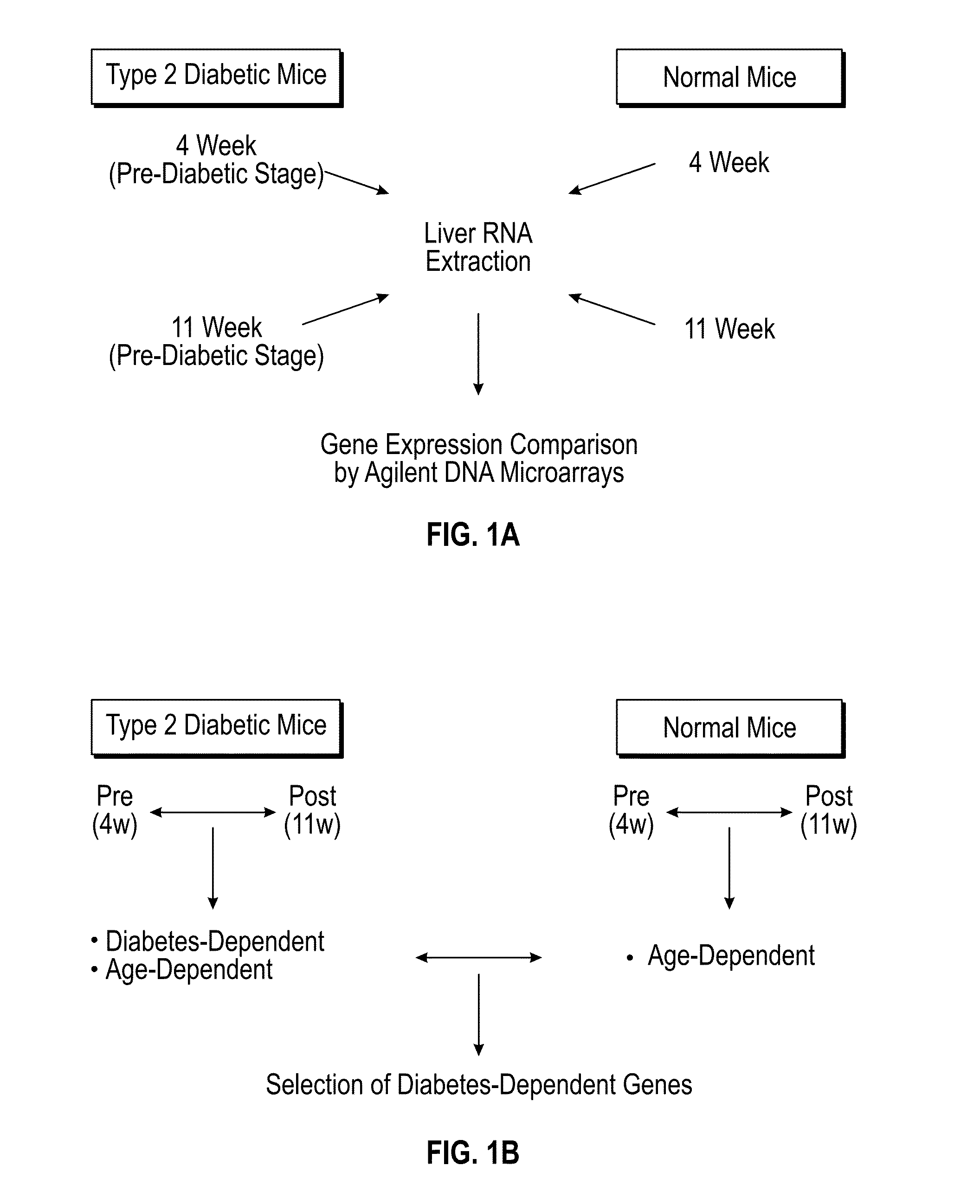 Method for treating and preventing type 2 diabetes