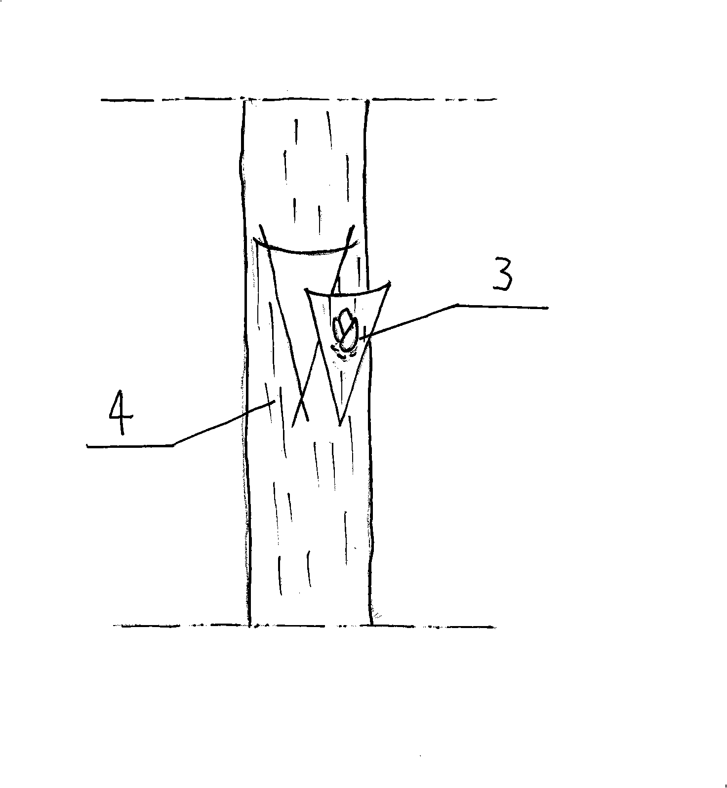 Walnut 'T' shaped budding method