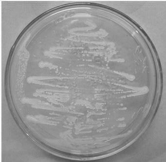 Bacterium paenibacillus polymyma SHL-1 and application thereof in preventing and controlling stalk rot of cymbidium sinense