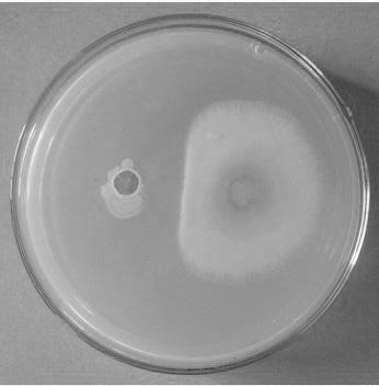 Bacterium paenibacillus polymyma SHL-1 and application thereof in preventing and controlling stalk rot of cymbidium sinense