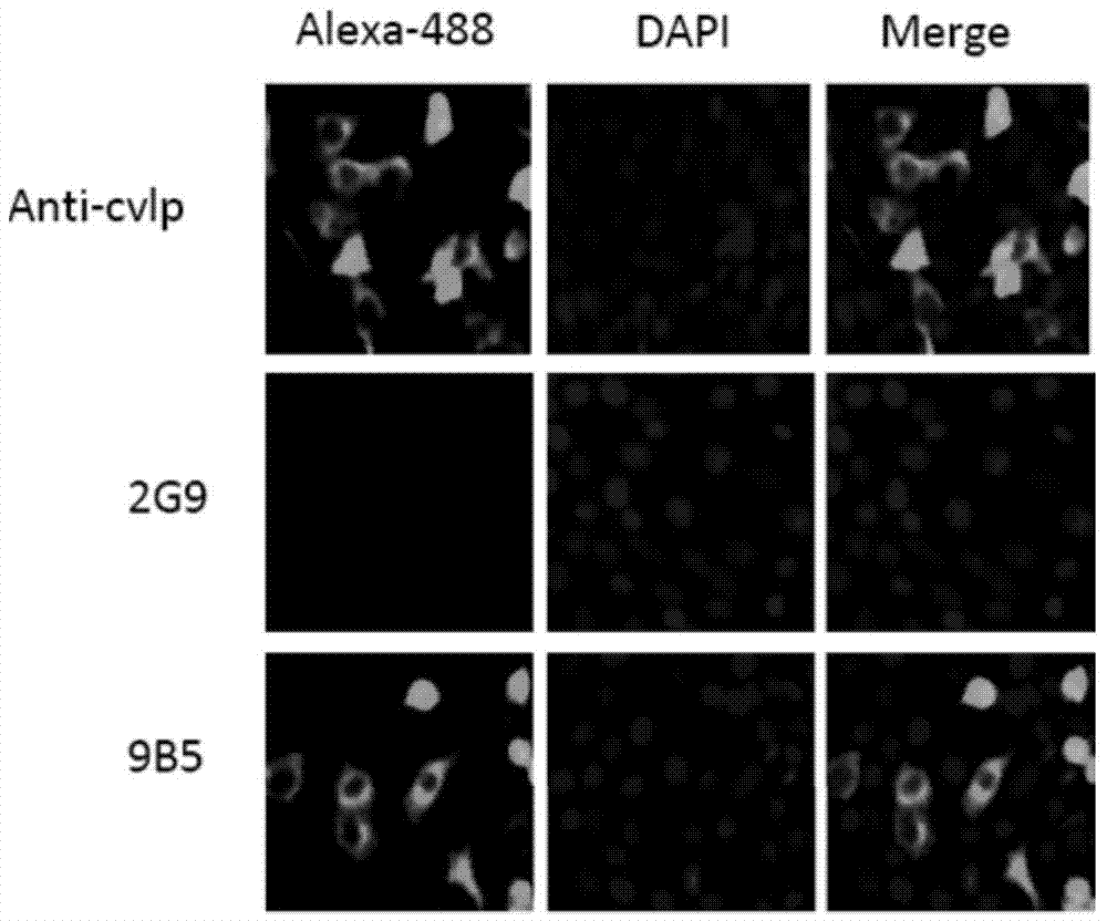 Preparation and application of anti-Coxsackie virus A16 monoclonal antibody