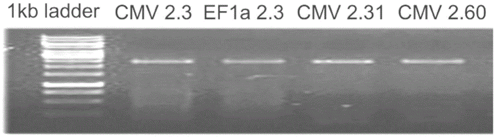 Dendritic cell vaccine and preparation method and application of dendritic cell vaccine