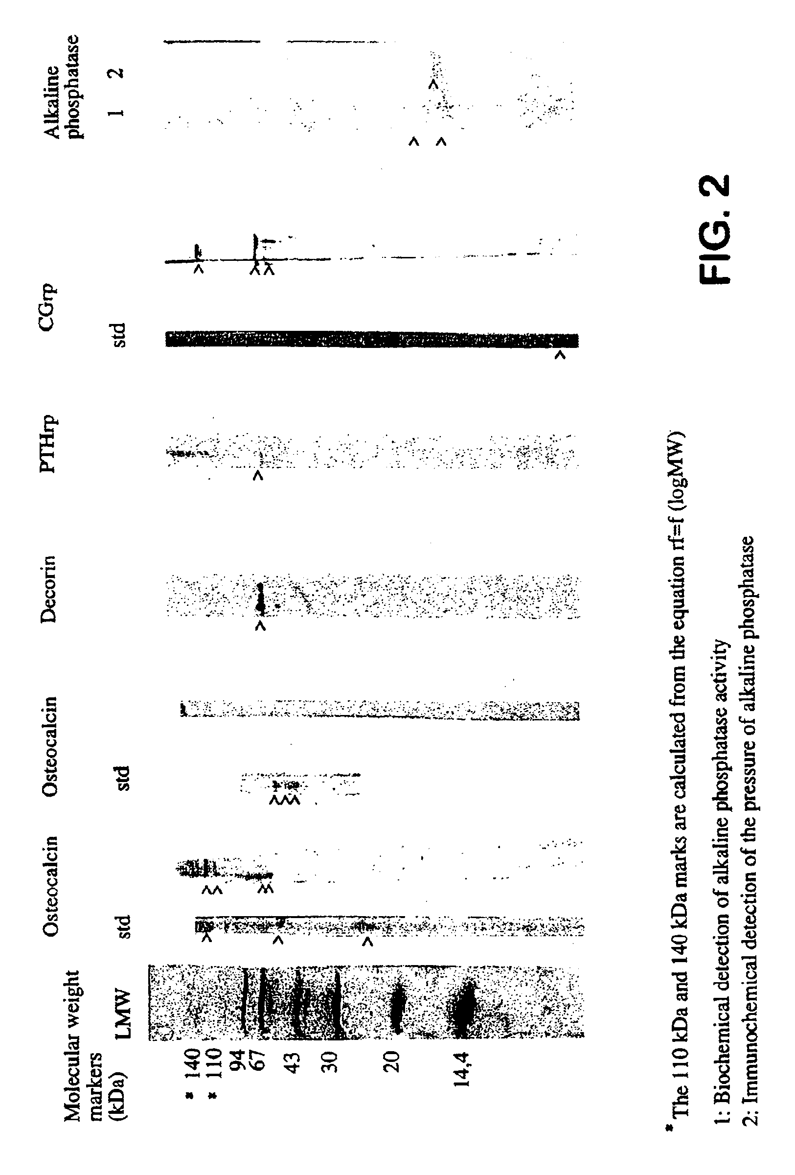 Method for preparing a composition by extraction of mother-of-pearl, composition obtained by said method and use thereof in cosmetics and dermatology