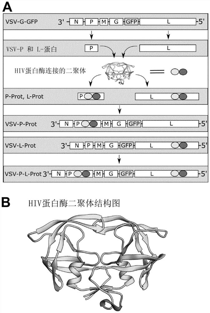 Novel mechanism to control RNA virus replication and gene expression