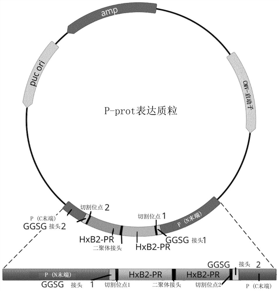 Novel mechanism to control RNA virus replication and gene expression