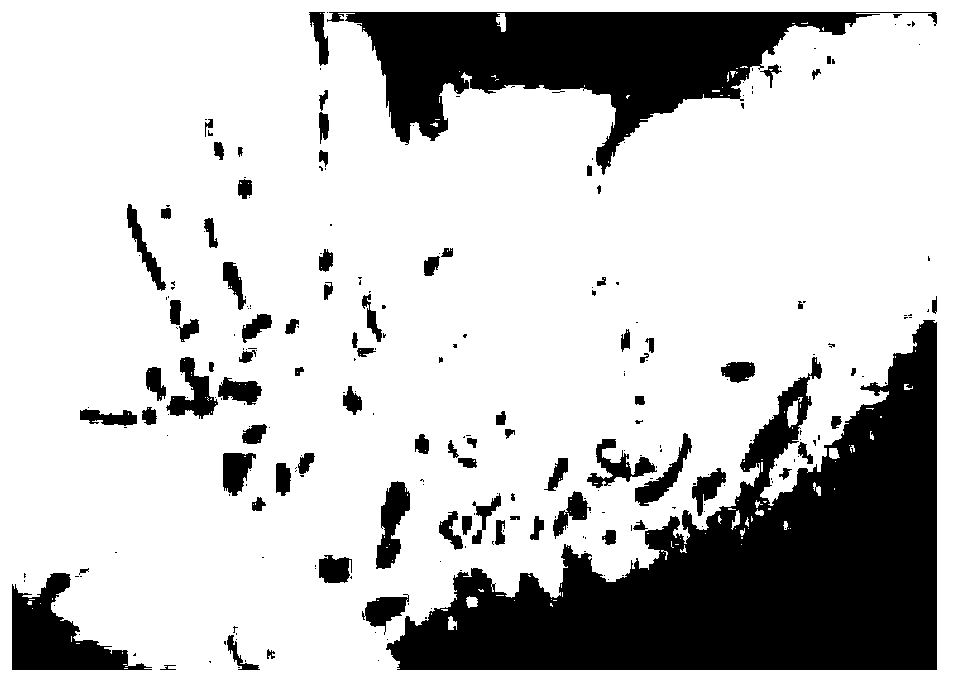 Traditional Chinese medicine composition for treating gastric diseases of human body as well as preparation method and application thereof