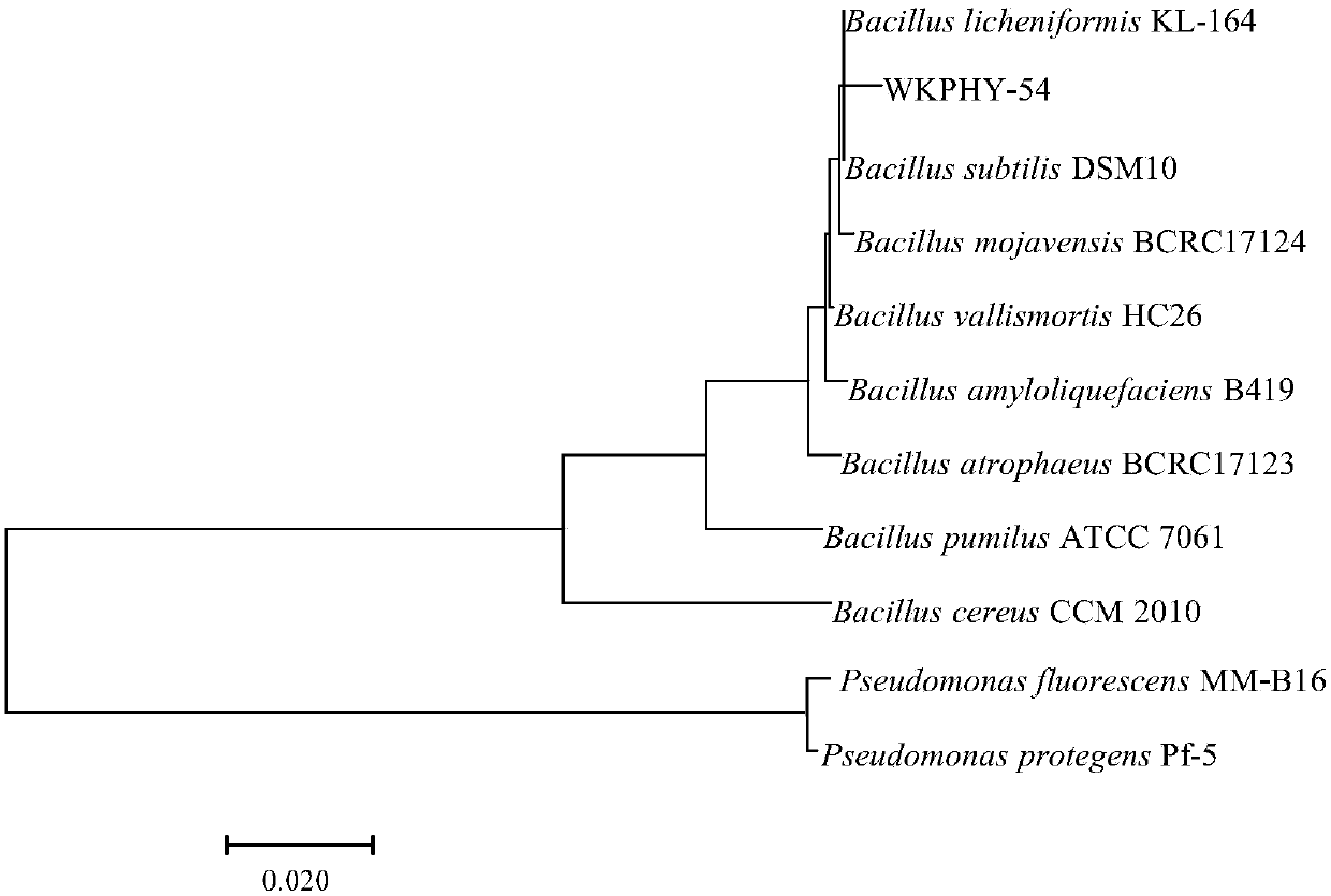 Bacillus subtilis capable of degrading organophosphorus and preventing diseases