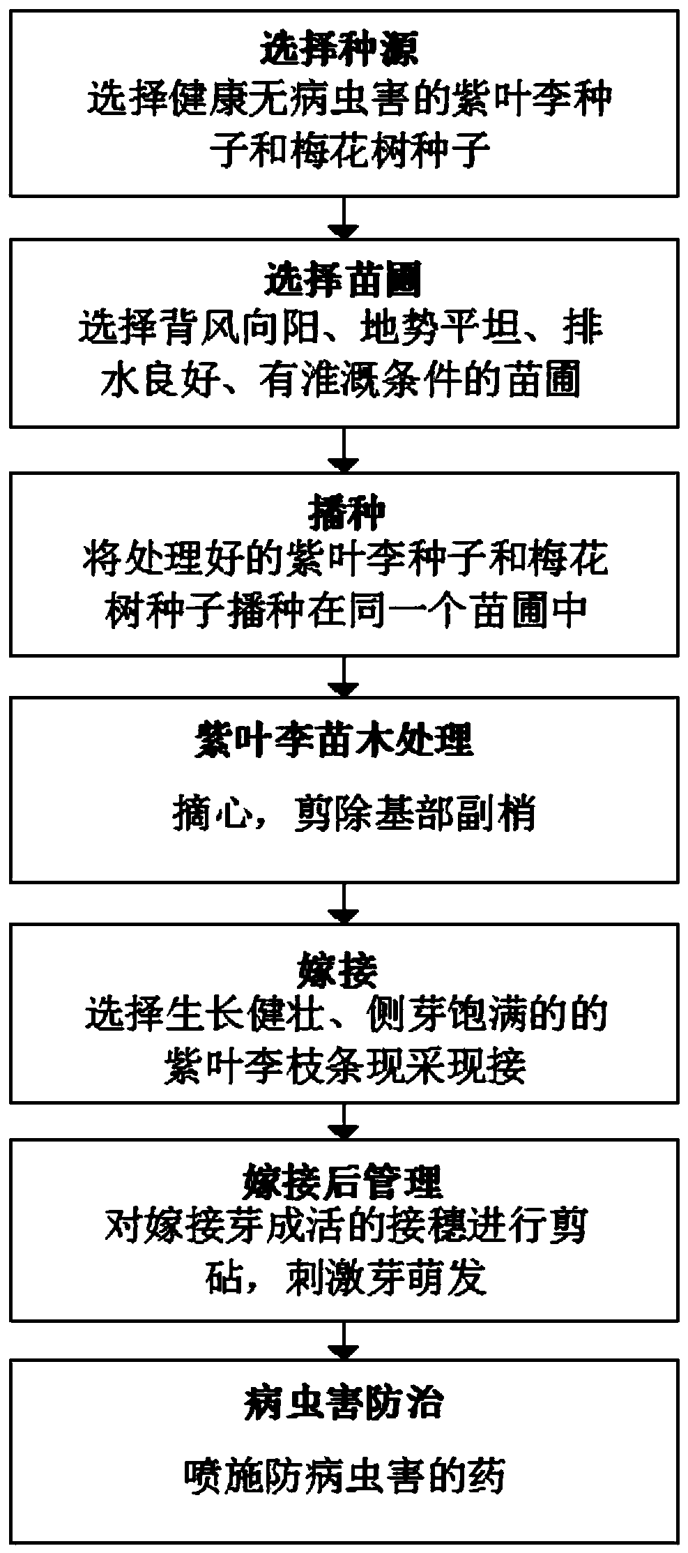 Grafting and seedling raising method of prunus cerasifera with high cold resistance and high adaptability