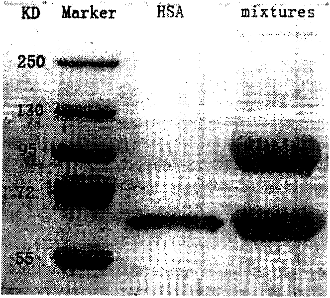 Polyethylene glycol modified human serum albumin and preparation method thereof