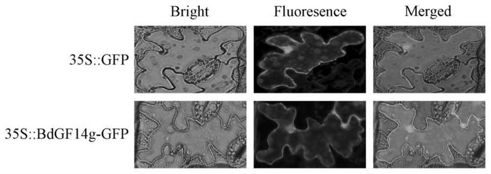 Brachypodium distachyon drought resistance gene, expression vector, encoded protein and application thereof