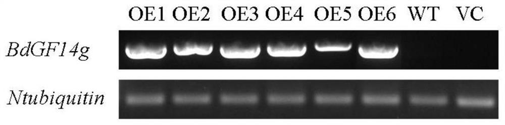 Brachypodium distachyon drought resistance gene, expression vector, encoded protein and application thereof