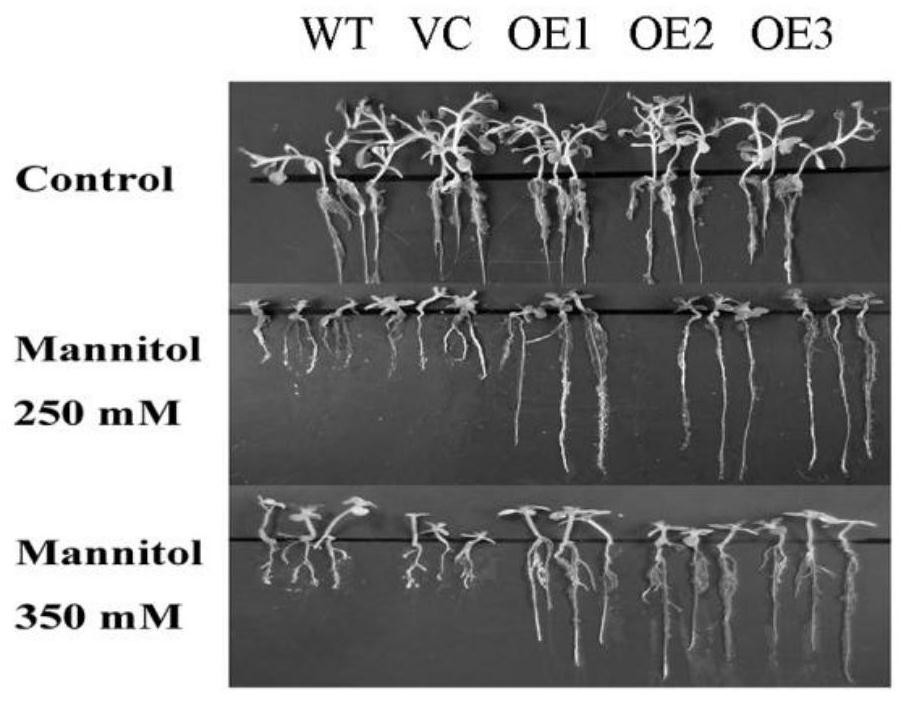 Brachypodium distachyon drought resistance gene, expression vector, encoded protein and application thereof