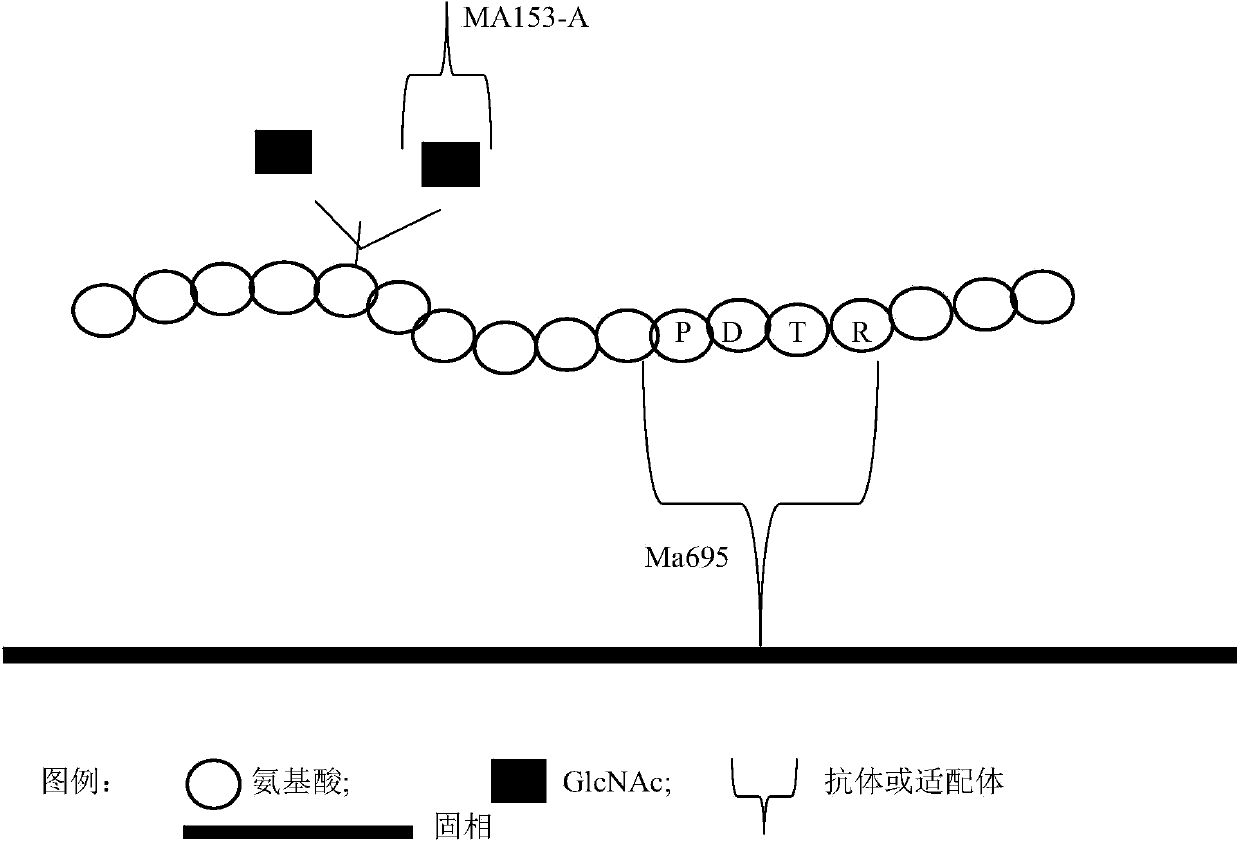 Application of N-acetylglucosamine in preparing kit for detecting tumor