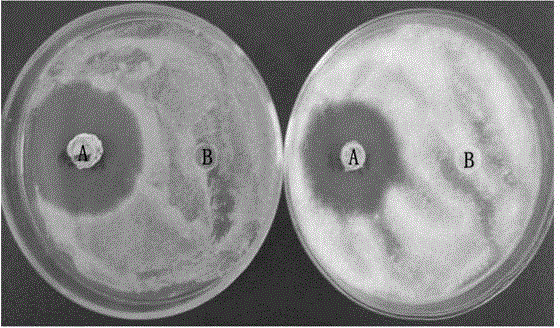 Biocontrol bacterium and application of biocontrol bacterium to preventing and controlling cotton blight and cotton greensickness