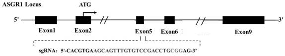 Application of ASGR1 mutant gene in preparation of humanoid low-blood-fat metabolic animal model