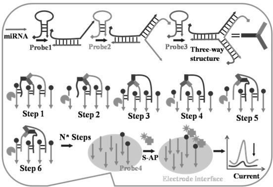 Hypersensitive microRNA electrochemical detection method of incision enzyme driven multi-legged DNA molecular machine