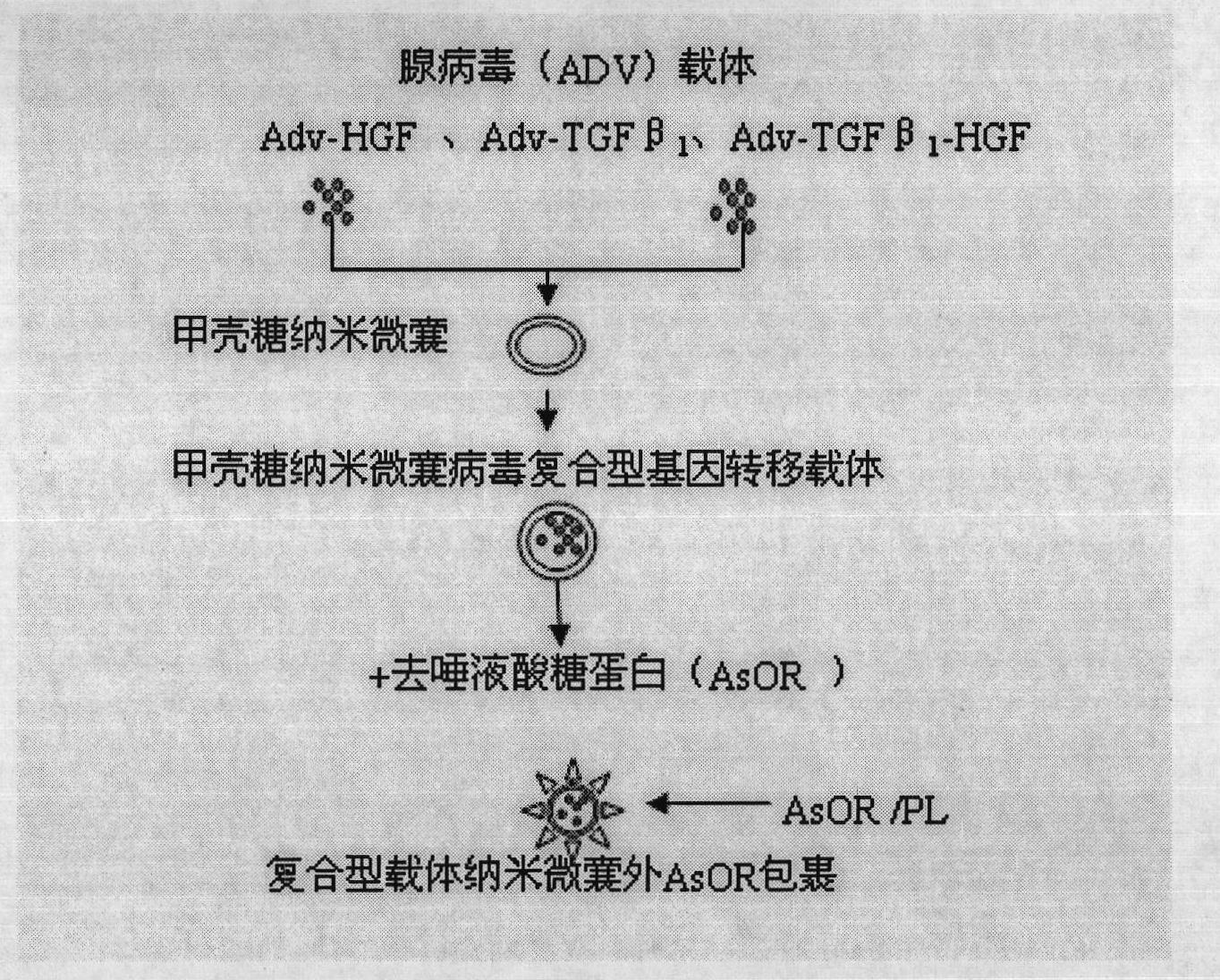 Construction method for oriented gene transfer vector in compound type liver