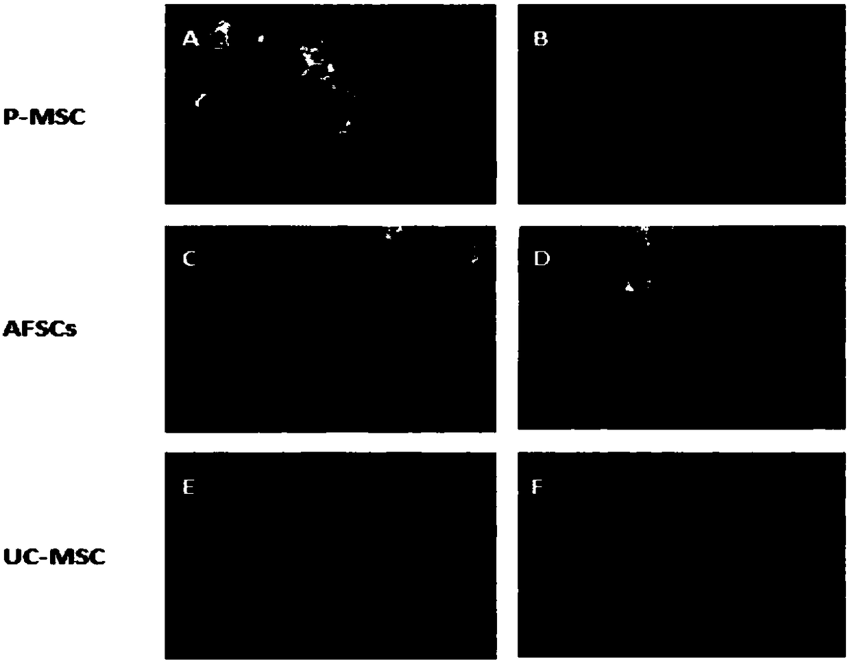 Room-temperature transport liquid for MSC (mesenchymal stem cells)