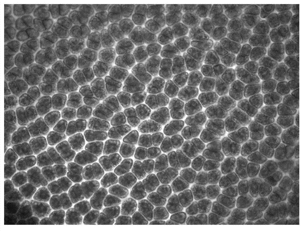 Method for rapidly and concentratedly preparing porphyra haitanensis protoplast