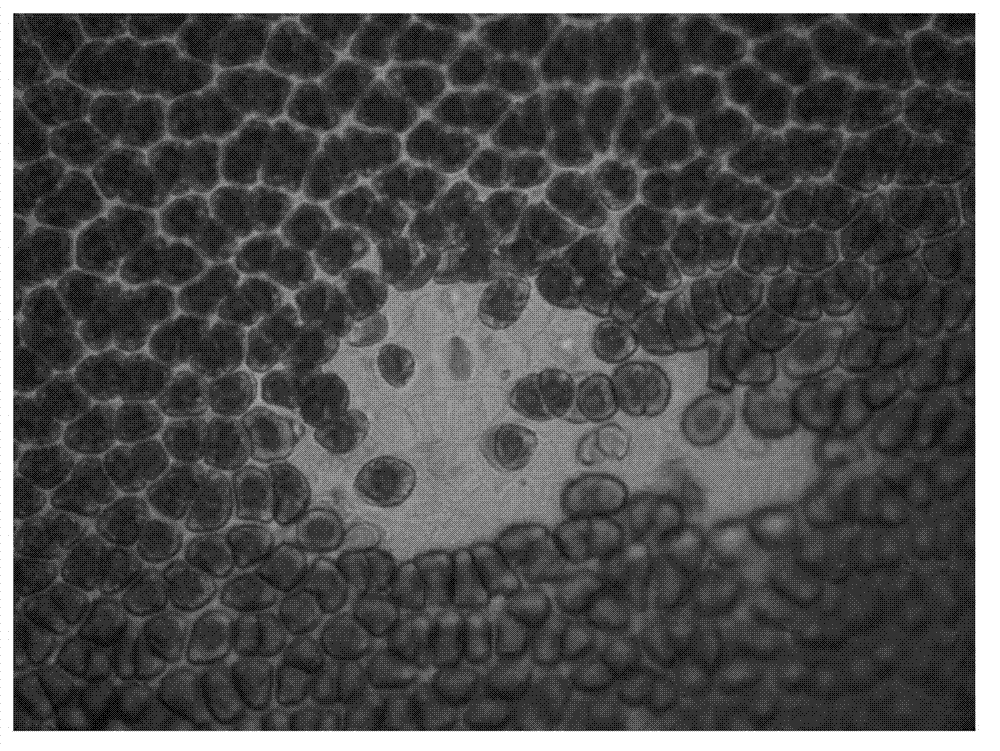 Method for rapidly and concentratedly preparing porphyra haitanensis protoplast