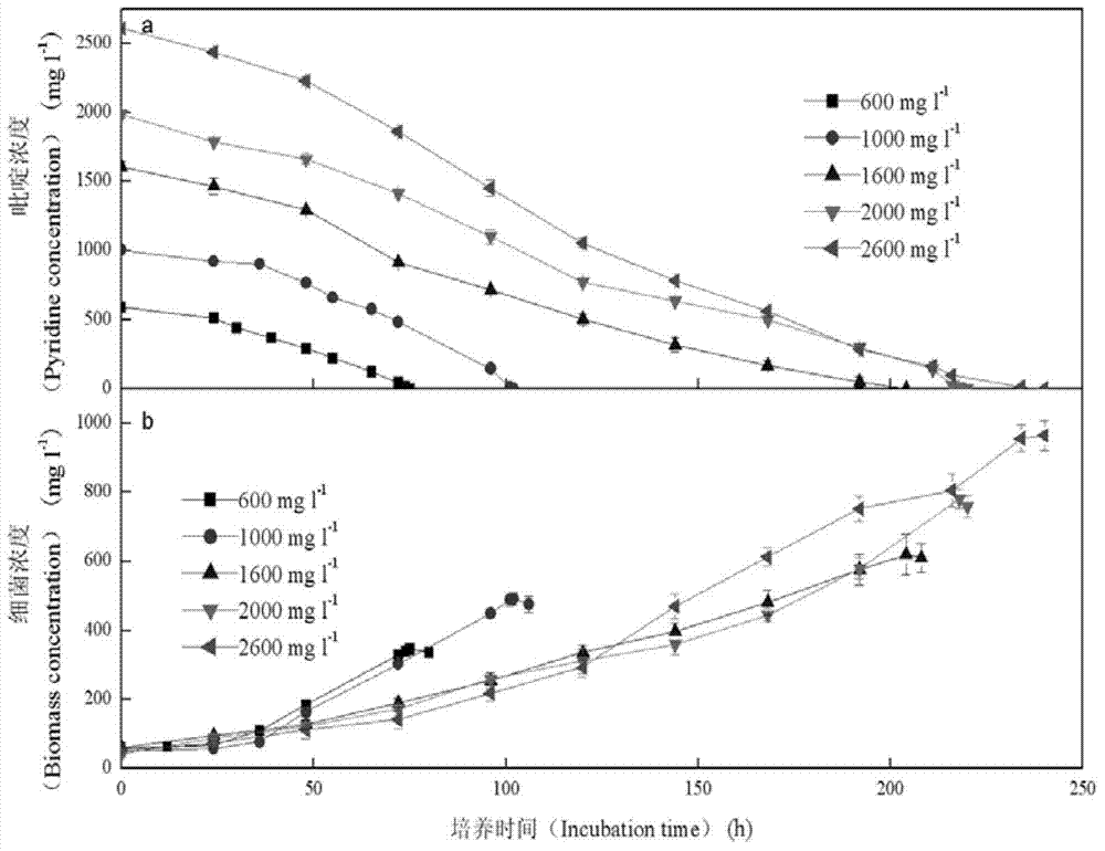 Bacillus radicicola capable of degrading pyridine as well as breeding method and application thereof