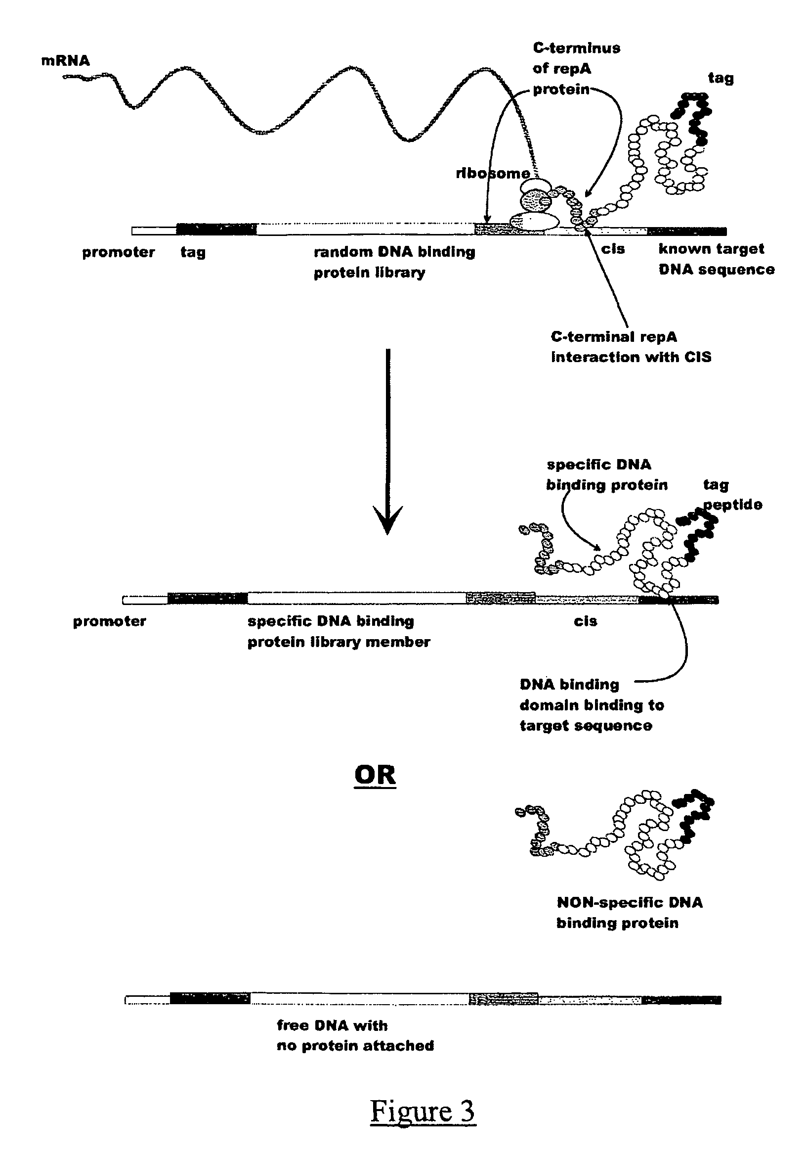 In vitro peptide expression library