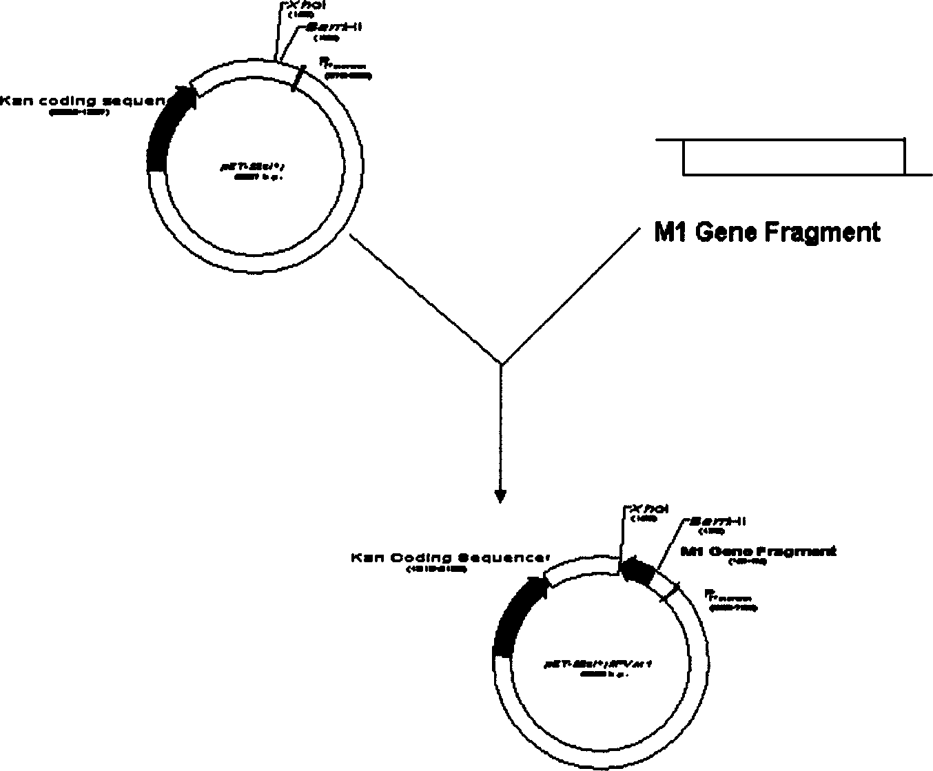 Recombined human A3 type influenza viruse stromatin and its preparation process and application thereof