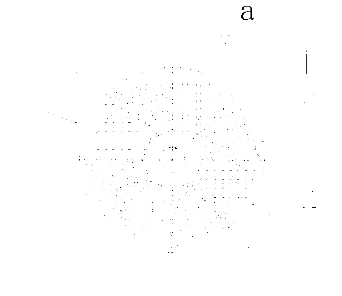 360-degree inflow rotation type underwater filter bed device and filtering method