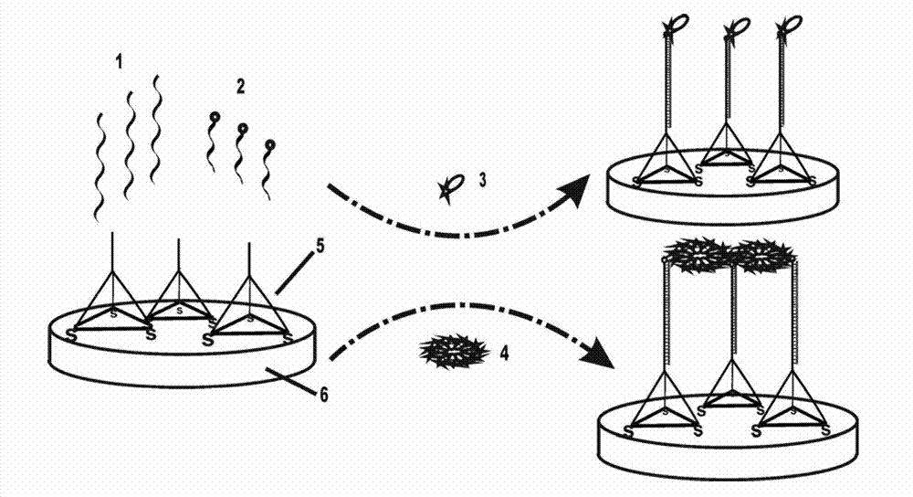 Electrochemical miRNA (micro Ribose Nucleic Acid) detection method based on DNA (Deoxyribose Nucleic Acid) three-dimensional nano structure probe