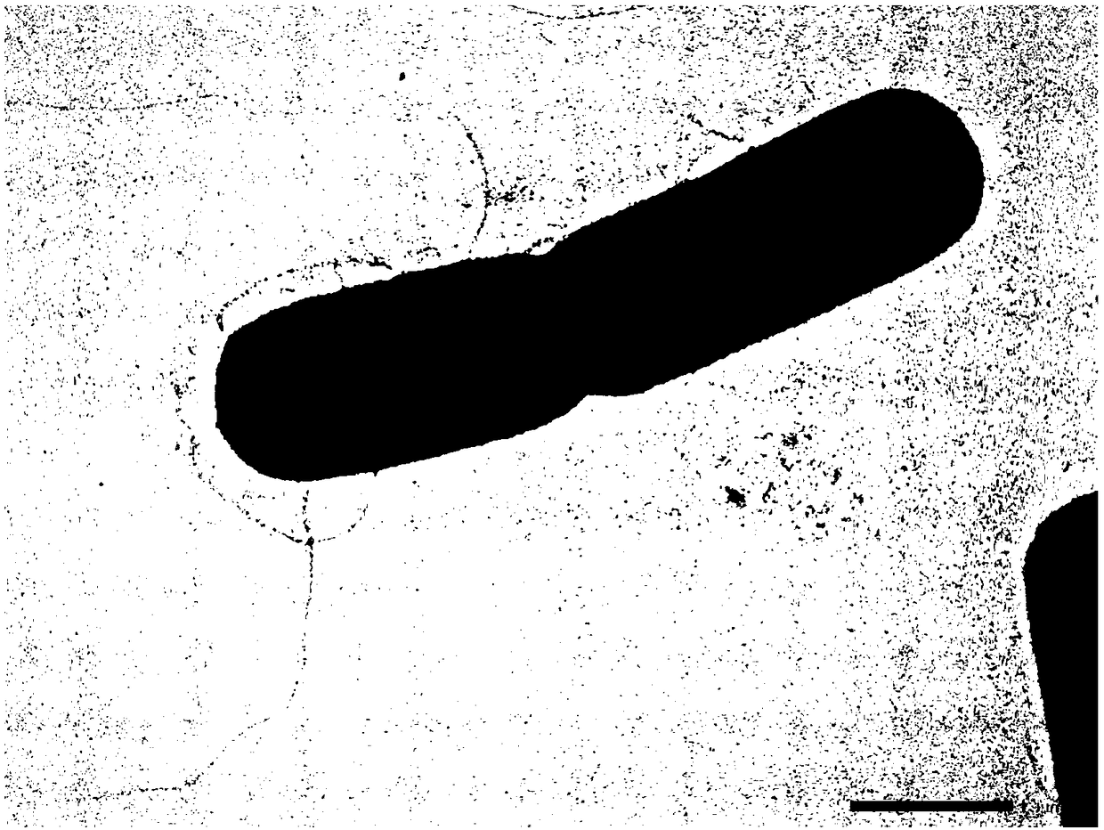 Spindle-shaped lysine bacillus with degradation ability of ethanethiol and dimethyl disulfide and application thereof