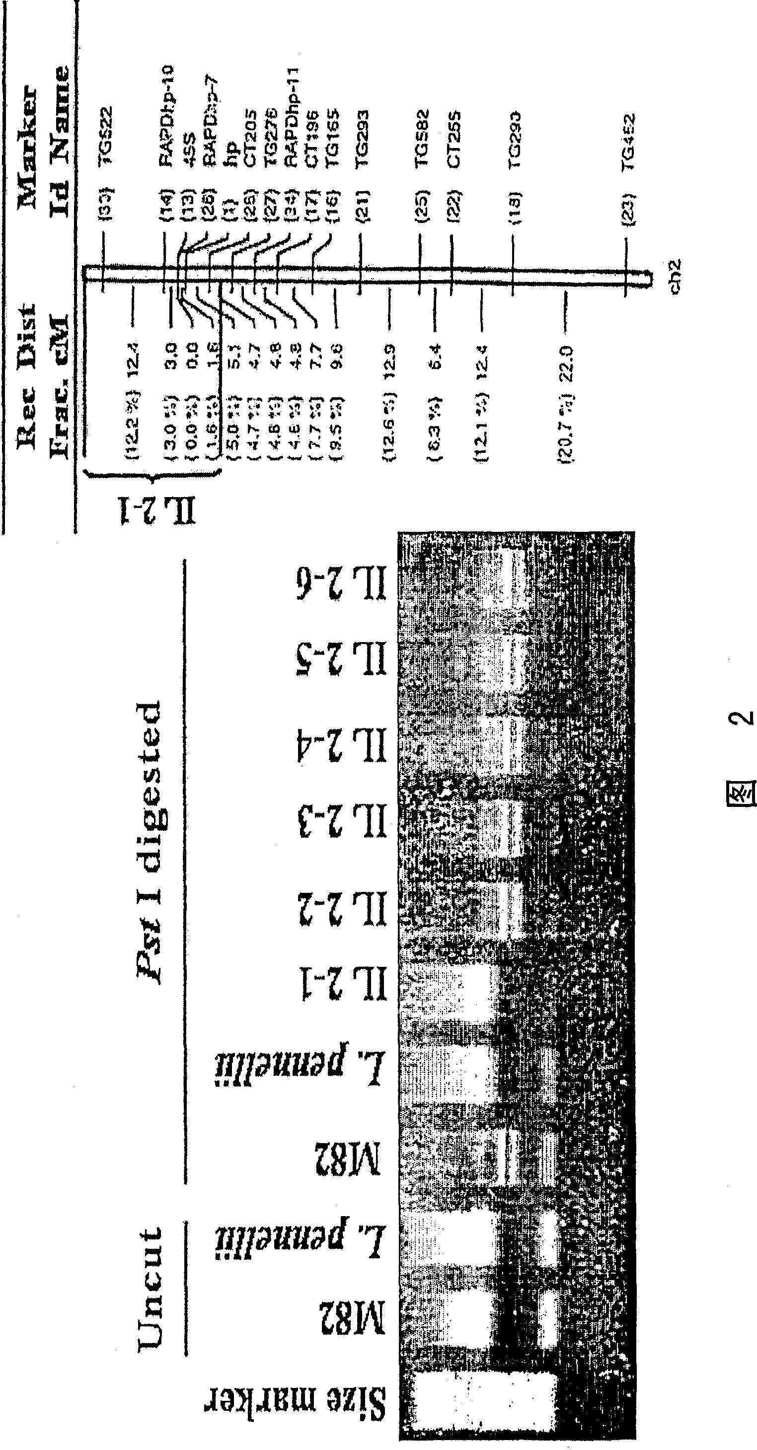 Isolated nucleotide sequences responsible for the tomato high pigment-1 mutant phenotypes (hp-1 and hp-1w) and uses thereof